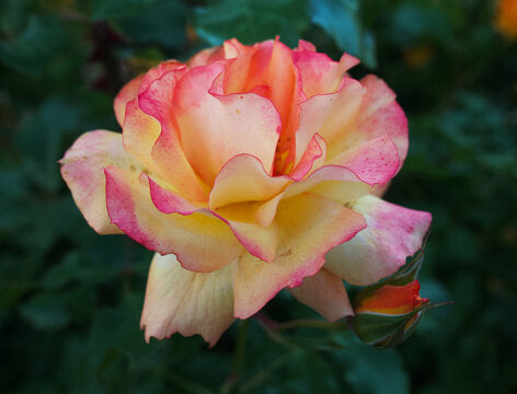 Brighten Your Garden With Away Rose Flower Seeds - Yellow & Pink For Planting