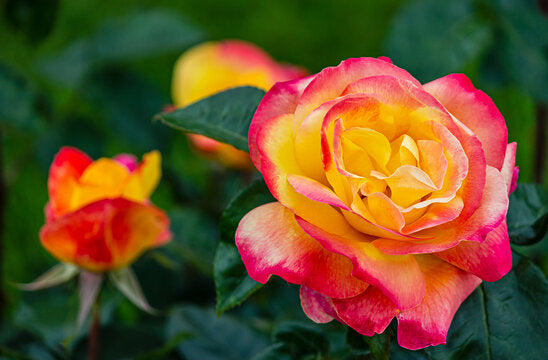 Brighten Your Garden With Away Rose Flower Seeds - Yellow & Pink For Planting