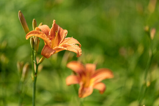 Taglilie Hemerocallis spp for planting in flower bed