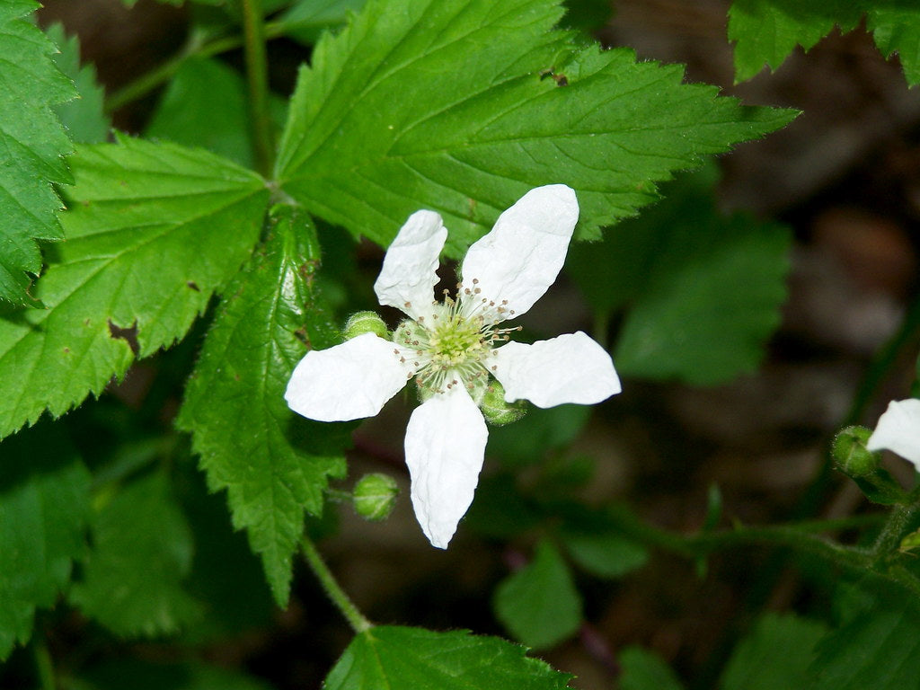 Rubus Cuneifolius Planting Flower Seeds For Vibrant And Bountiful Growth