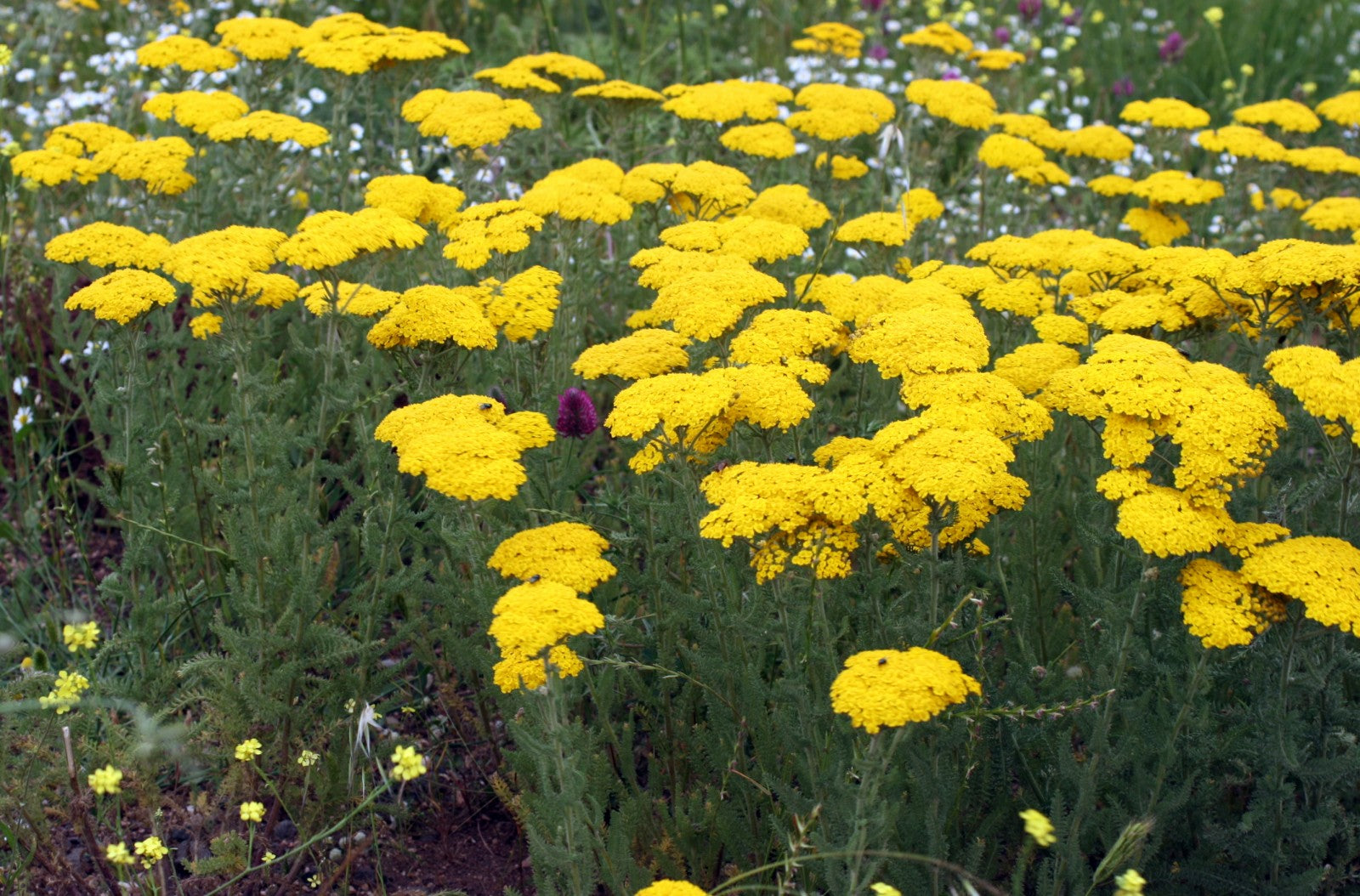 Achillea Seeds For Planting: Grow Colorful Blooms In Your Garden Flower