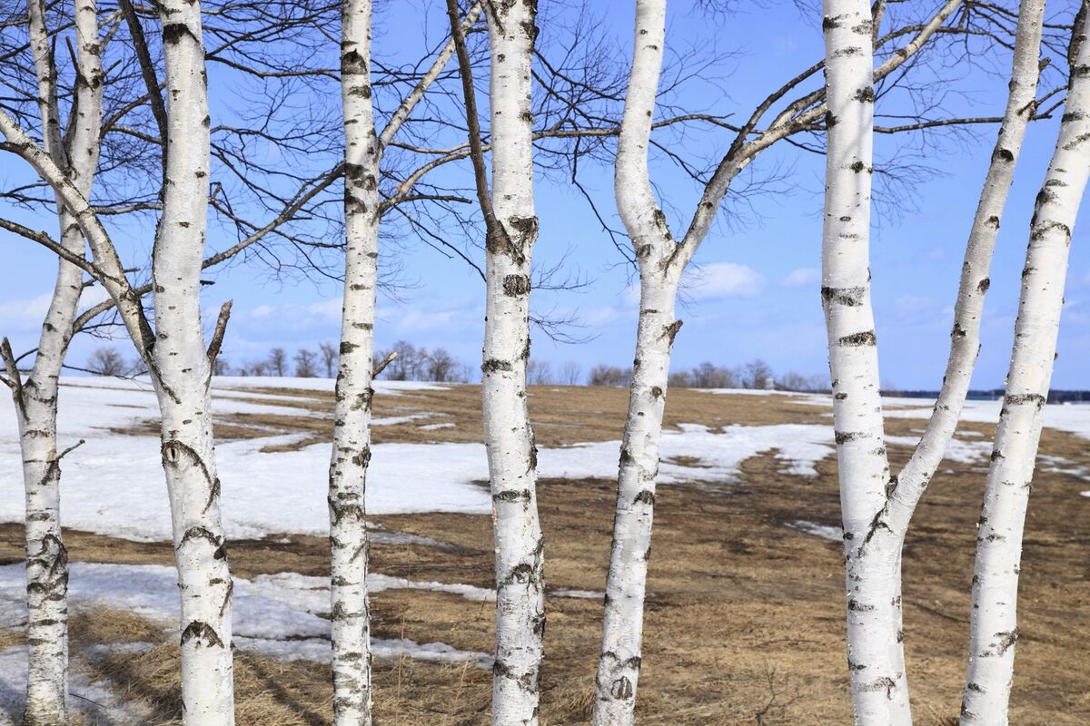 Betula Platyphylla Tree Seeds For Planting