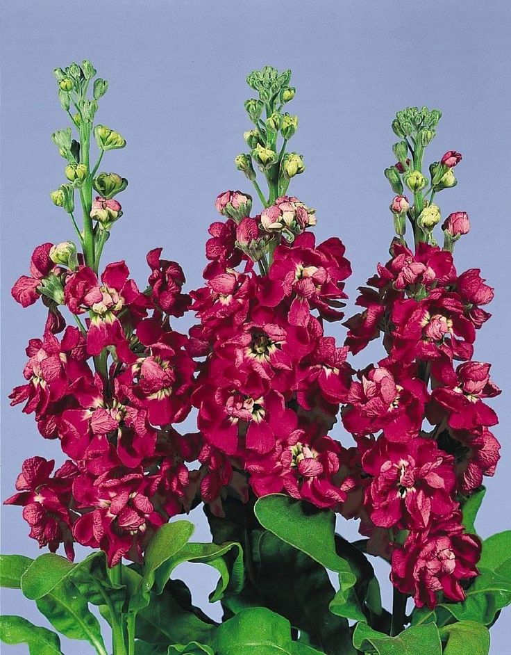 Matthiola Incana Red Flower Seeds For Easy Planting - Perfect Vibrant Gardens