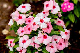 Vinca Baby Pink Seeds - Easy Planting For Beautiful Blooms