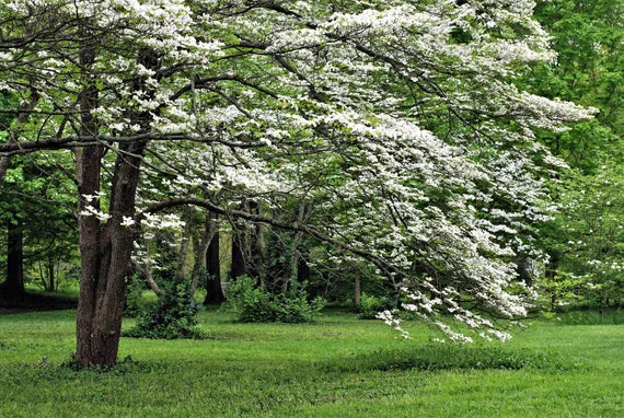 White Ornamental Tree Seeds: Comprehensive Planting Guide For Beautiful Blossoms And Foliage