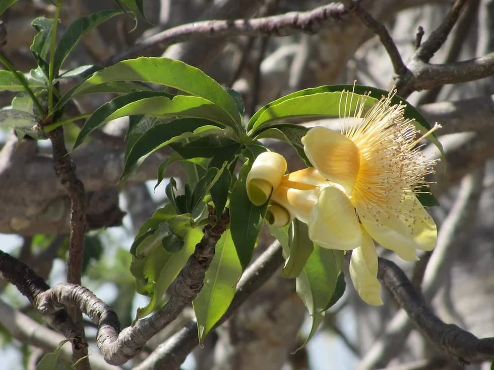 Adansonia Gregorii Seeds - Perfect for Planting and Gardening