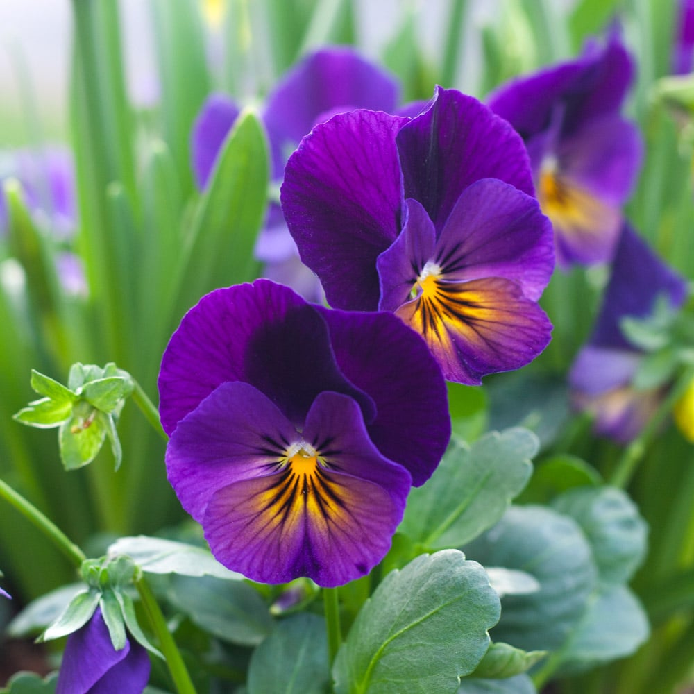 Purple Viola Flower seeds for Planting - Seasonal Bloomer, Heirloom & GMO Free Seeds for Home Garden
 
 Sale for planting in home garden