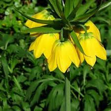 Yellow Imperial Crown Flower Seeds Planting