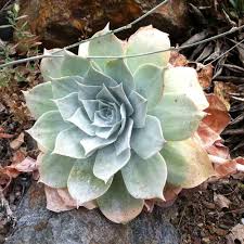 Dudleya Farinosa Seeds For Planting | Succulent Vibrant Gardens Herb