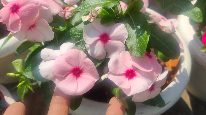 Vinca Baby Pink Seeds - Easy Planting For Beautiful Blooms