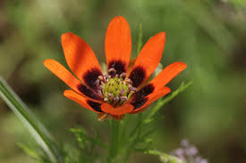 Adonis Flower Seeds For Bright Tropical Planting