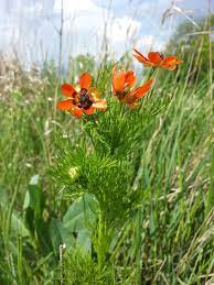 Adonis Flower Seeds For Bright Tropical Planting