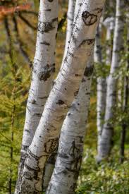 Betula Platyphylla Tree Seeds For Planting