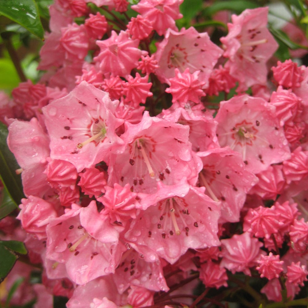Pink Kalmia Flower seeds for Planting - Premium Quality, Heirloom & GMO Free Seeds for Home Garden
 
 Sale seeds for home garden