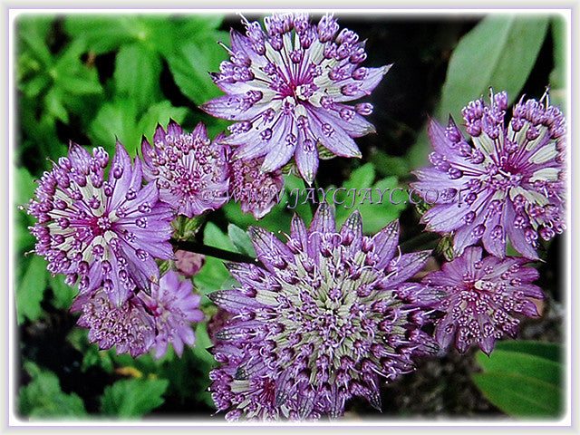 Purple Astrantia Flower Seeds For Planting – Perennial Variety