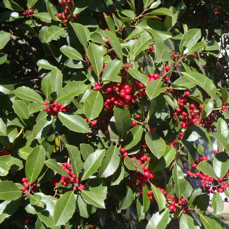 Red Ilex Opaca Planting Seeds - Seed Pack