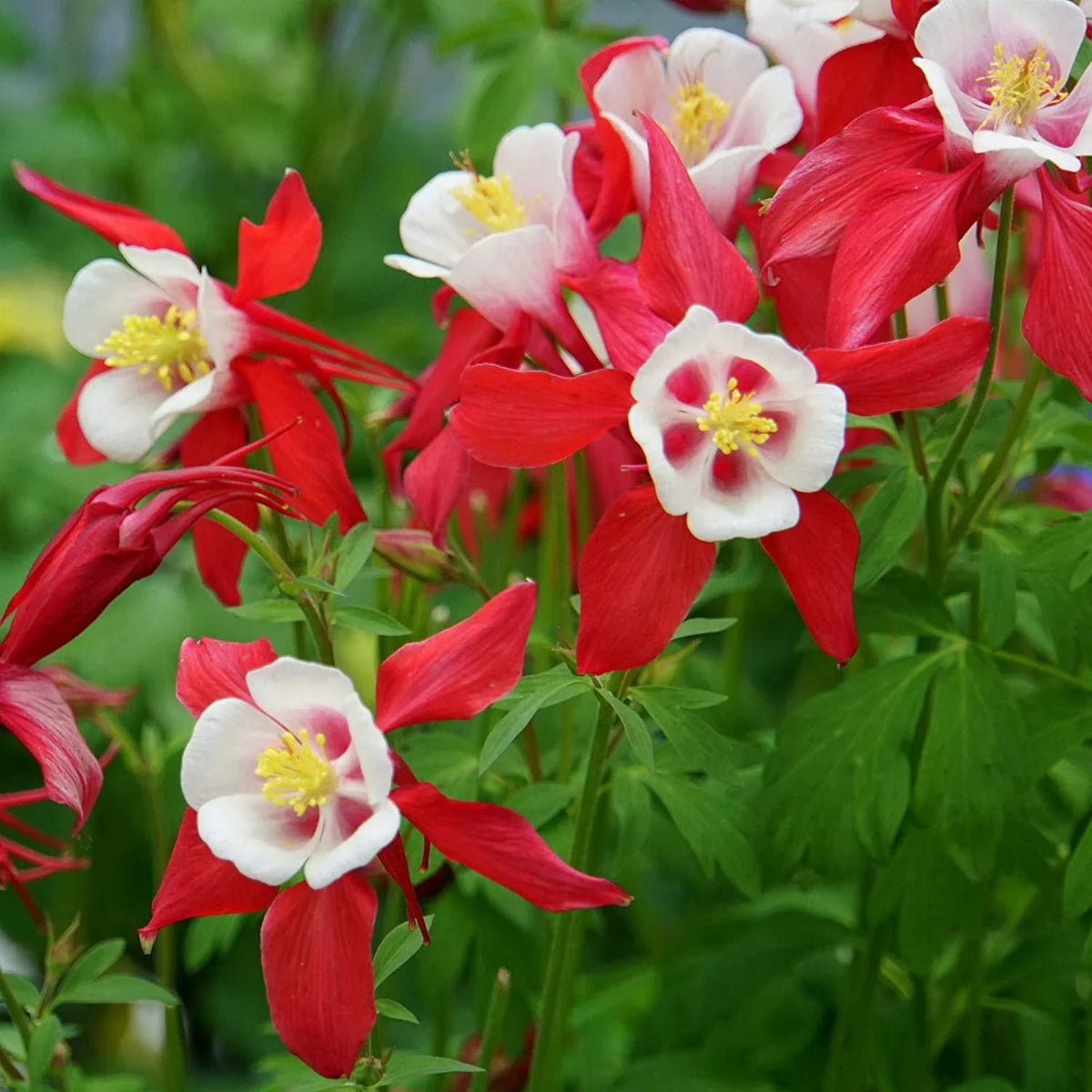 Columbines Flower seeds for Planting - Cottage Garden Essential, Heirloom & GMO Free Seeds for Home Garden
 
 Sale for planting in home garden