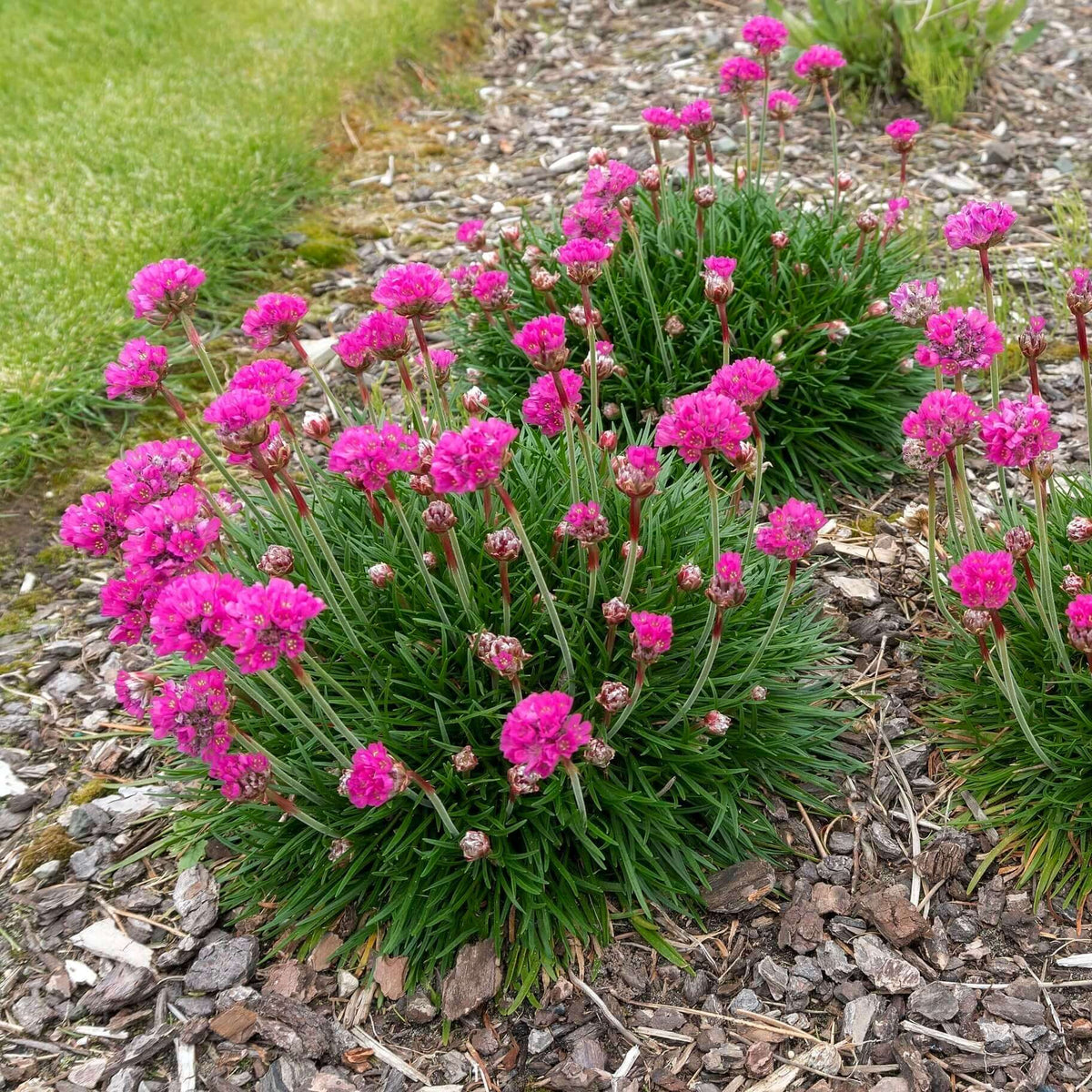 Pink Thrift Joystick Flower seeds for Planting - Perfect for Borders, Heirloom & GMO Free Seeds for Home Garden
 
 Sale seeds for planting in home garden