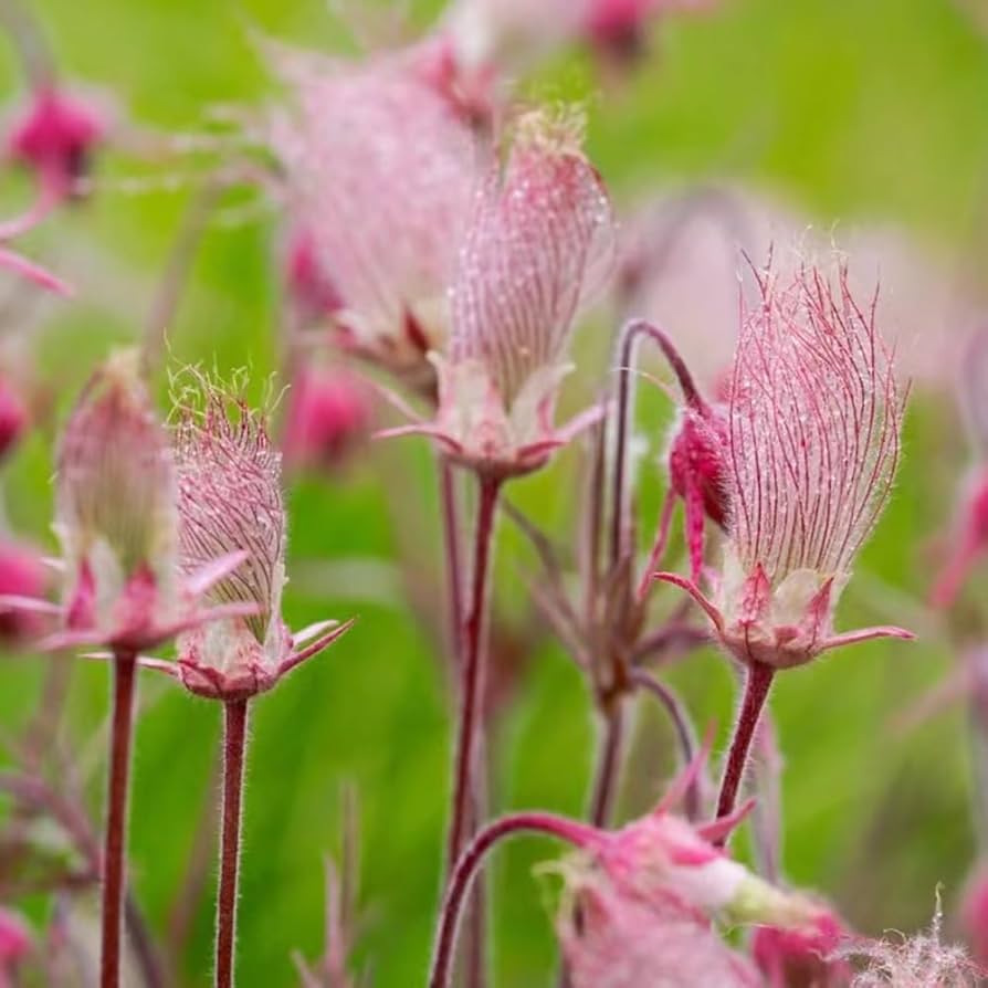 Smoke Flower seeds for Planting Garden Favorite Heirloom & GMO Free Seeds for Home Garden 
 
 Sale seeds for home garden planting