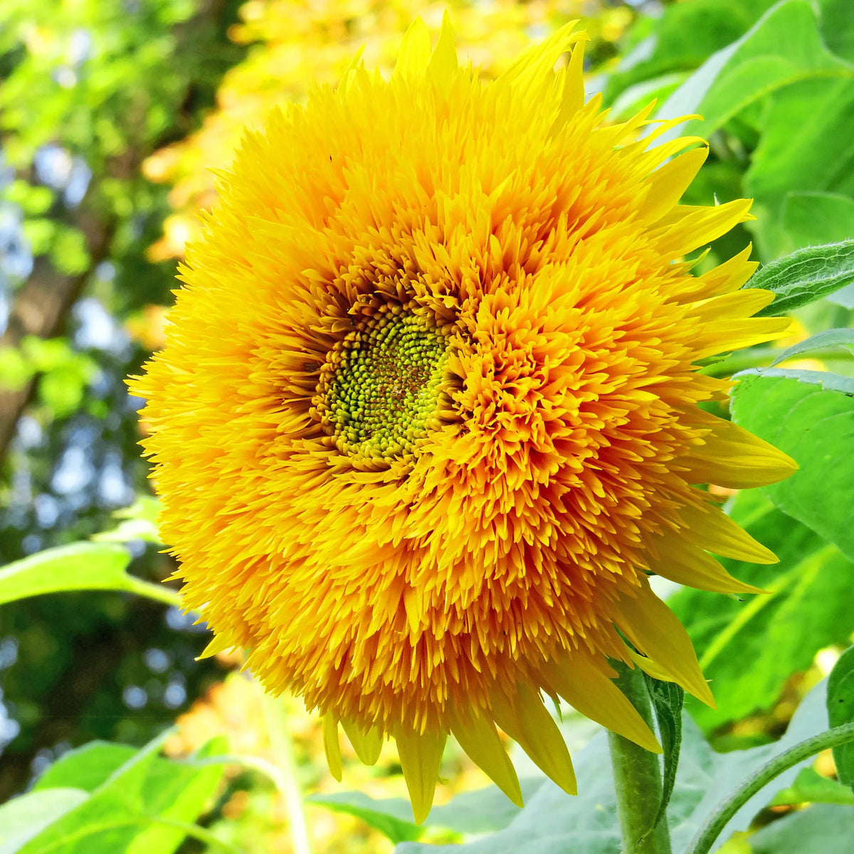 Yellow Honey Bear Flower seeds for Planting Easy to Grow Heirloom & GMO Free Seeds for Home Garden
 
 Sale seeds for home garden planting