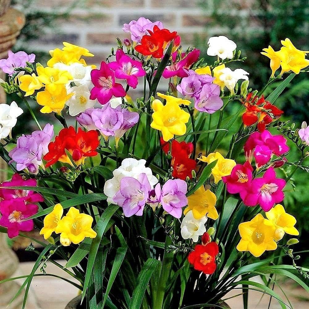 MultiColored Freesias Flower seeds for Planting Sun Loving Heirloom & GMO Free Seeds for Home Garden 
 
 Sale seeds for home garden planting