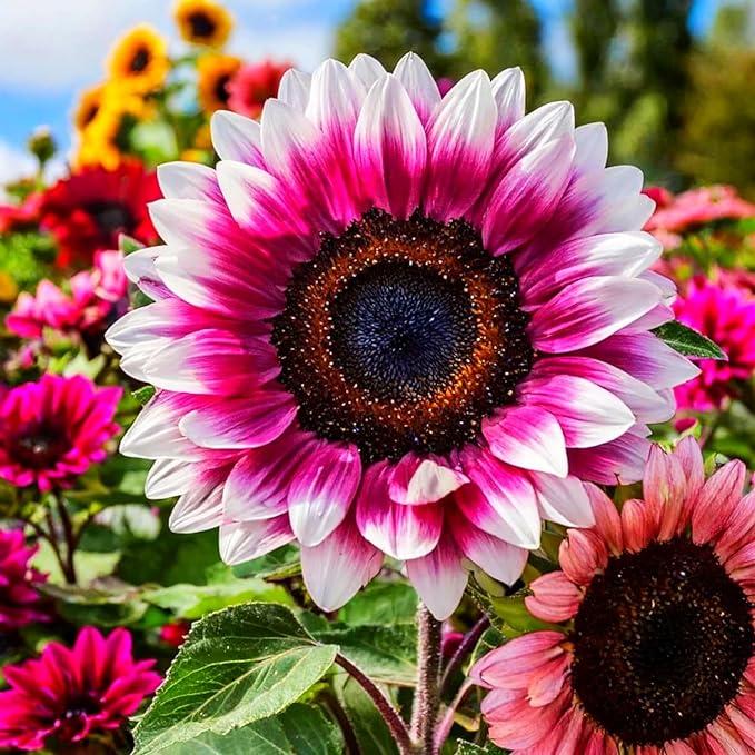 Pink White Sunflower Flower seeds for Planting - Cottage Garden Essential, Heirloom & GMO Free Seeds for Home Garden
 
 Sale seeds for planting in home garden