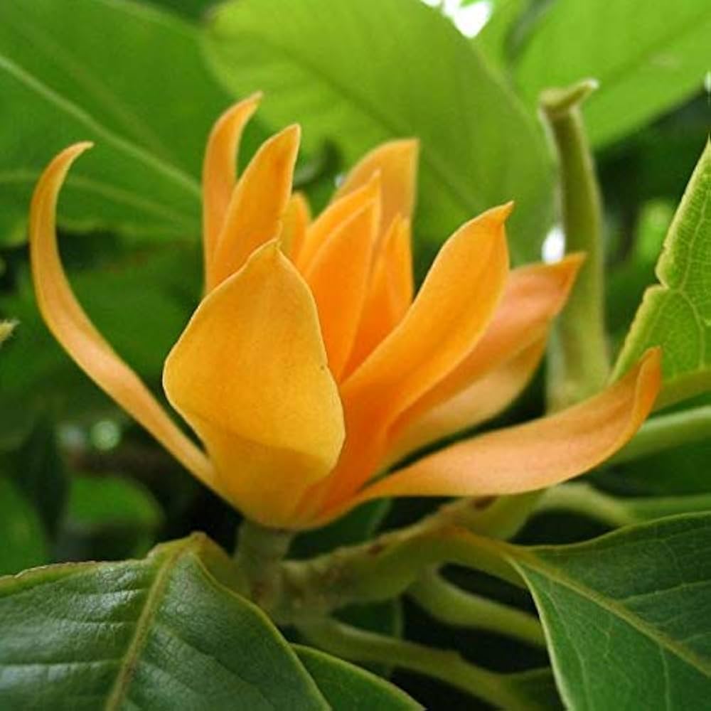 Michelia Flower seeds for Planting - Garden Favorite, Heirloom & GMO Free Seeds for Home Garden
 
 Sale seeds for planting in home garden