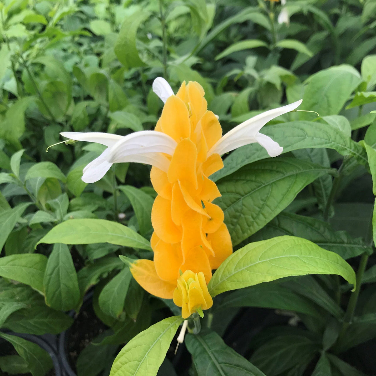 Light Yellow Pachystachys Flower seeds for Planting - Seasonal Bloomer, Heirloom & GMO Free Seeds for Home Garden
 
 Sale seeds for home garden