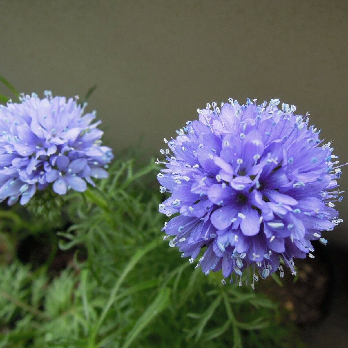 Gilia Capitata Flower seeds for Planting Wildflower Mix Heirloom & GMO Free Seeds for Home Garden 
 
 Sale seeds for home garden planting