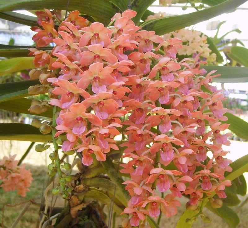 Peach Phalaenopsis Orchid Flower seeds for Planting - Seasonal Bloomer, Heirloom & GMO Free Seeds for Home Garden
 
 Sale seeds for planting in home garden