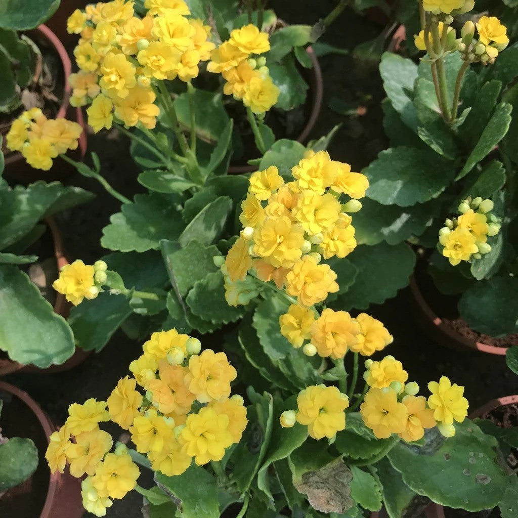 Yellow Kalanchoe Flower seeds for Planting Cottage Garden Essential Heirloom & GMO Free Seeds for Home Garden
 
 Sale seeds for home garden planting
