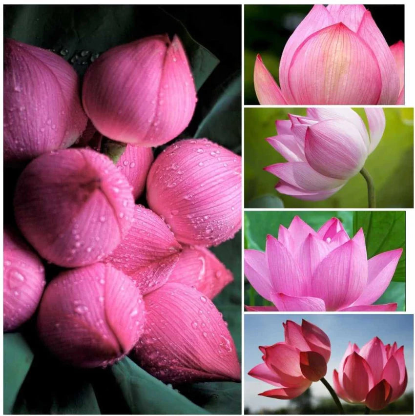 Tulip Light Pink Flower seeds for Planting - Garden Favorite, Heirloom & GMO Free Seeds for Home Garden
 
 Sale seeds for planting in home garden