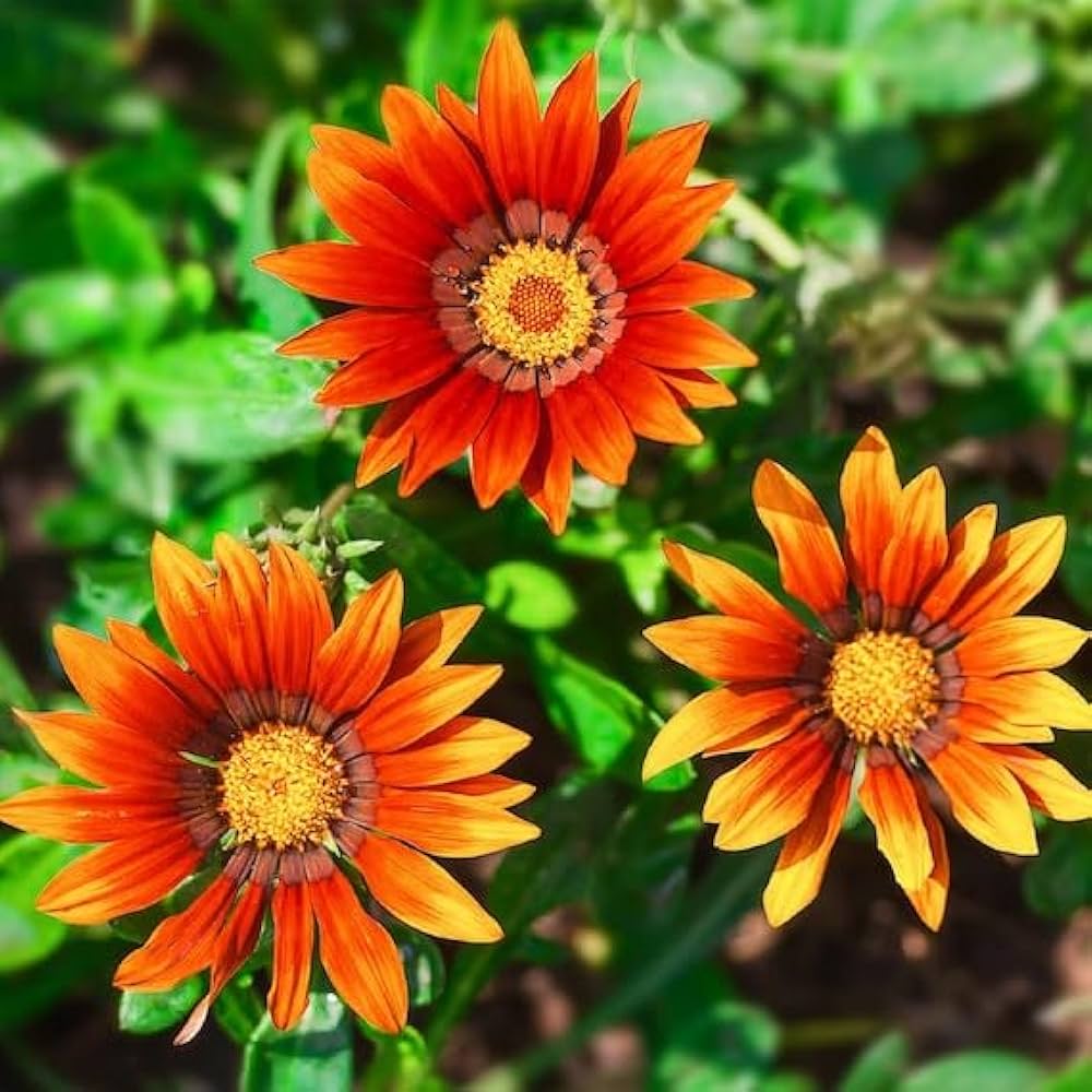 Gray Gazania Flower seeds for Planting - Compact Growth, Heirloom & GMO Free Seeds for Home Garden
 
 Sale seeds for home garden