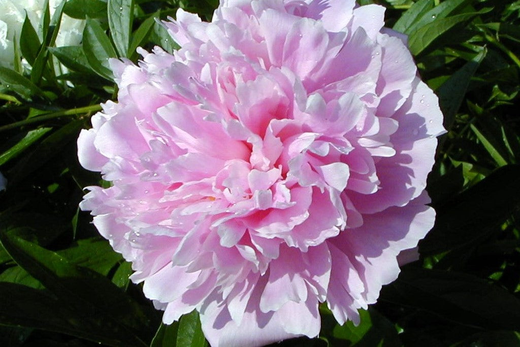 Pink Paeonia Flower seeds for Planting - Vibrant Colors, Heirloom & GMO Free Seeds for Home Garden
 
 Sale seeds for home garden