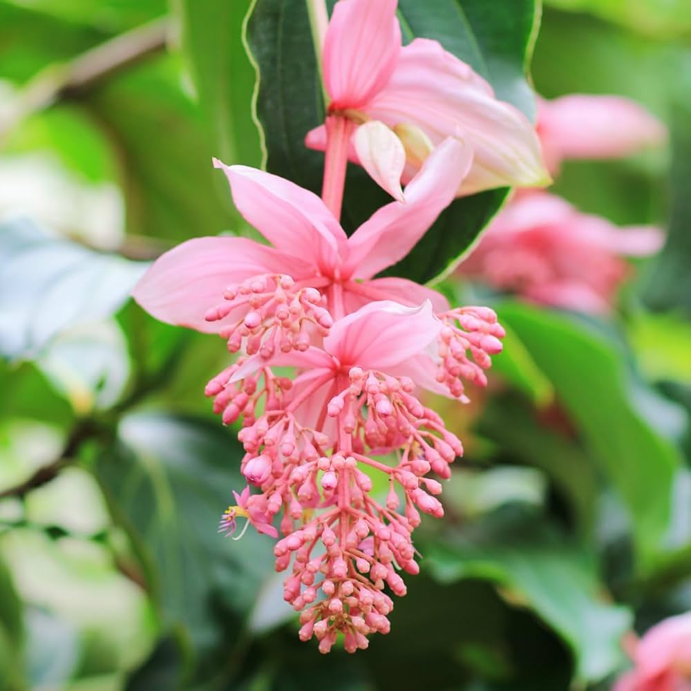 Light Pink Medinilla Cummingi Flower seeds for Planting Perfect for Borders Heirloom & GMO Free Seeds for Home Garden 
 
 Sale seeds for home garden planting