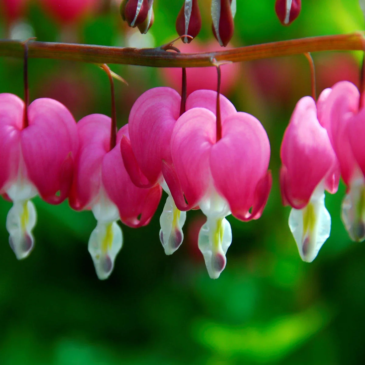 Asian Pink Bleeding Heart or Dicentra spectabilis Flower seeds for Planting - Fragrant Blossoms, Heirloom & GMO Free Seeds for Home Garden
 
 Sale for planting in home garden