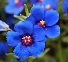 Blue Pimpernel Anagallis Flower seeds for Planting - Wildflower Mix, Heirloom & GMO Free Seeds for Home Garden
 
 Sale for planting in home garden.