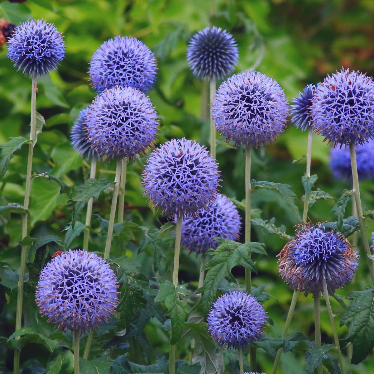Echinops Ritro Flower seeds for Planting Perfect for Borders Heirloom & GMO Free Seeds for Home Garden 
 
 Sale seeds for home garden planting