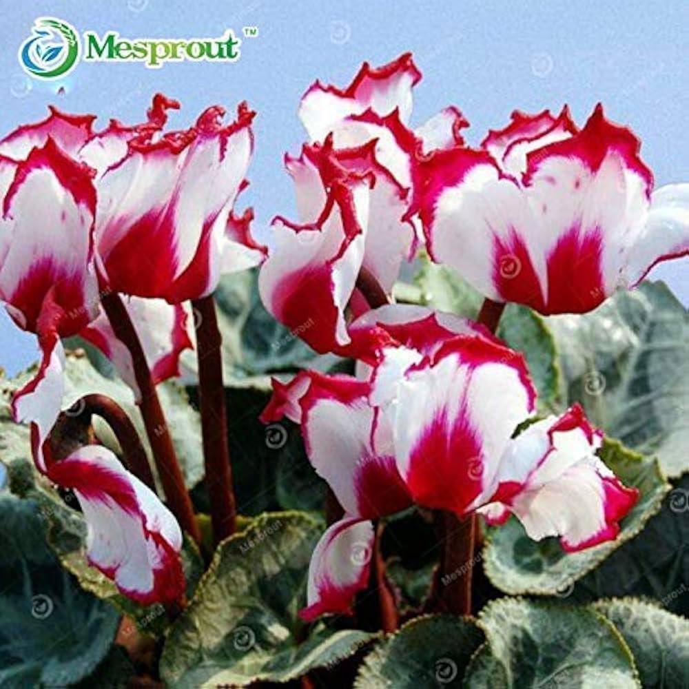 Red White Cyclamen Flower seeds for Planting - Seasonal Bloomer, Heirloom & GMO Free Seeds for Home Garden
 
 Sale seeds for planting in home garden