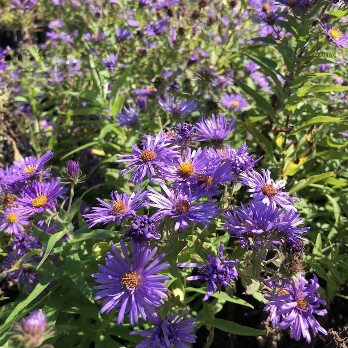 Purple Novae Angliae Flower seeds for Planting Cut Flower Favorite Heirloom & GMO Free Seeds for Home Garden
 
 Sale seeds for home garden planting