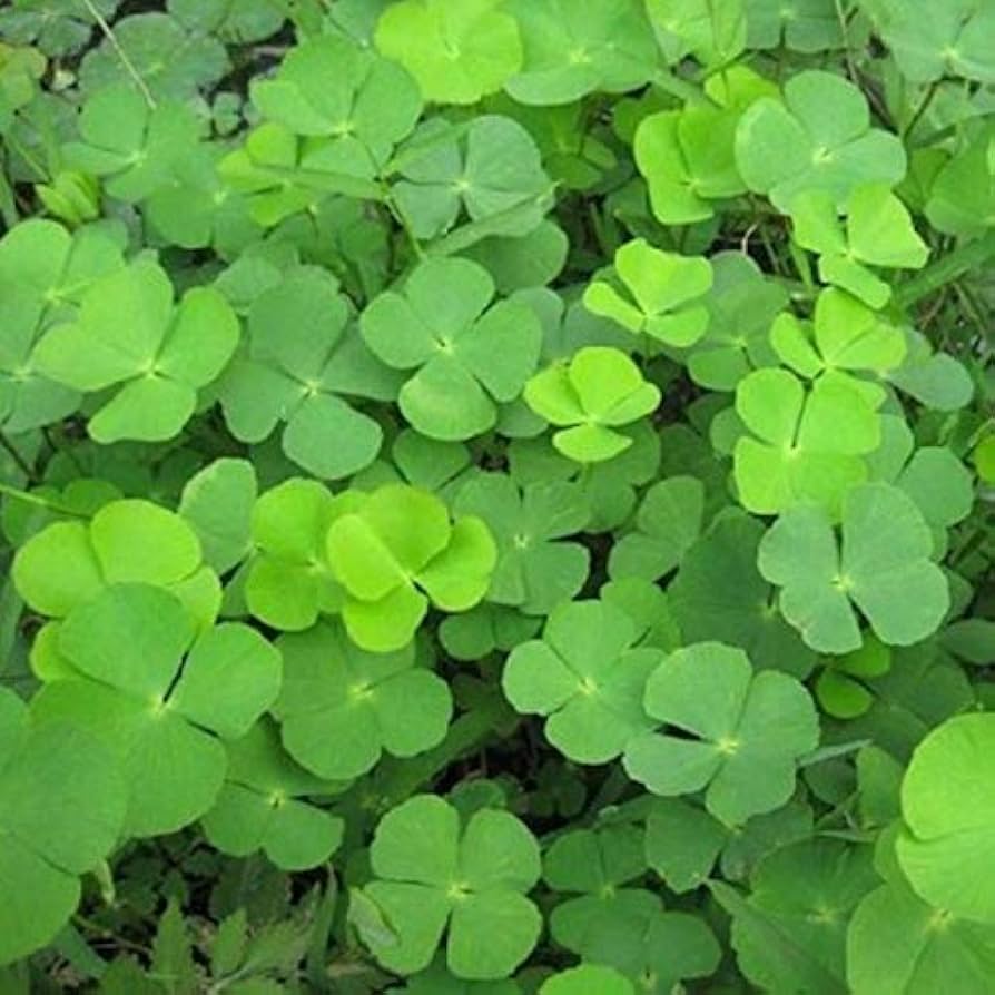 Light Green Clover Flower seeds for Planting - Cut Flower Favorite, Heirloom & GMO Free Seeds for Home Garden
 
 Sale seeds for planting in home garden