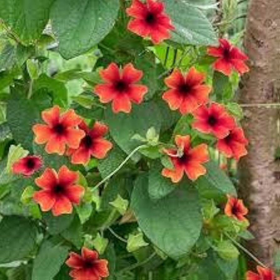 Alata Flower seeds for Planting - Drought Tolerant, Heirloom & GMO Free Seeds for Home Garden
 
 Sale seeds for planting in home garden
