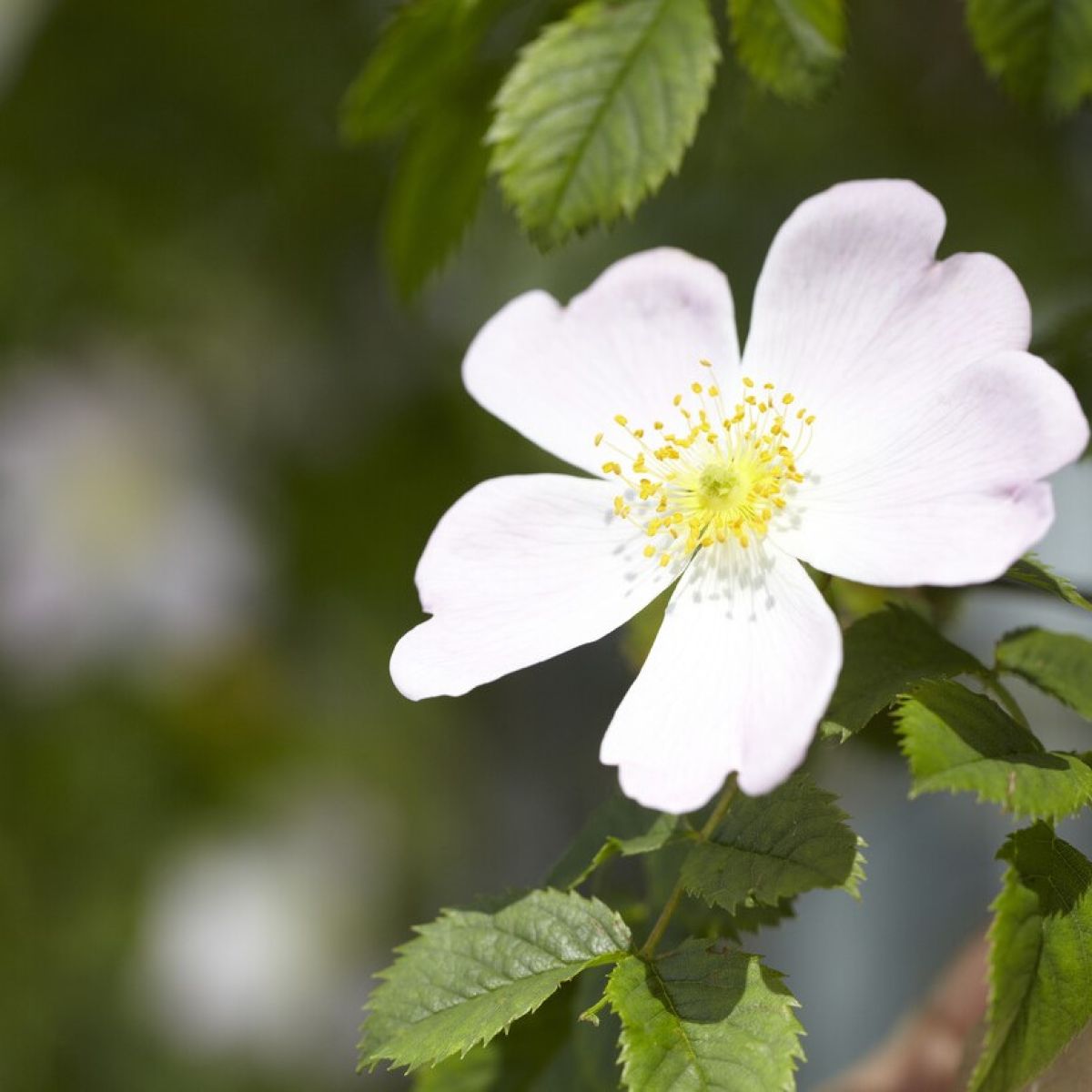 White Canina Flower seeds for Planting Drought Tolerant Heirloom & GMO Free Seeds for Home Garden
 
 Sale seeds for home garden planting