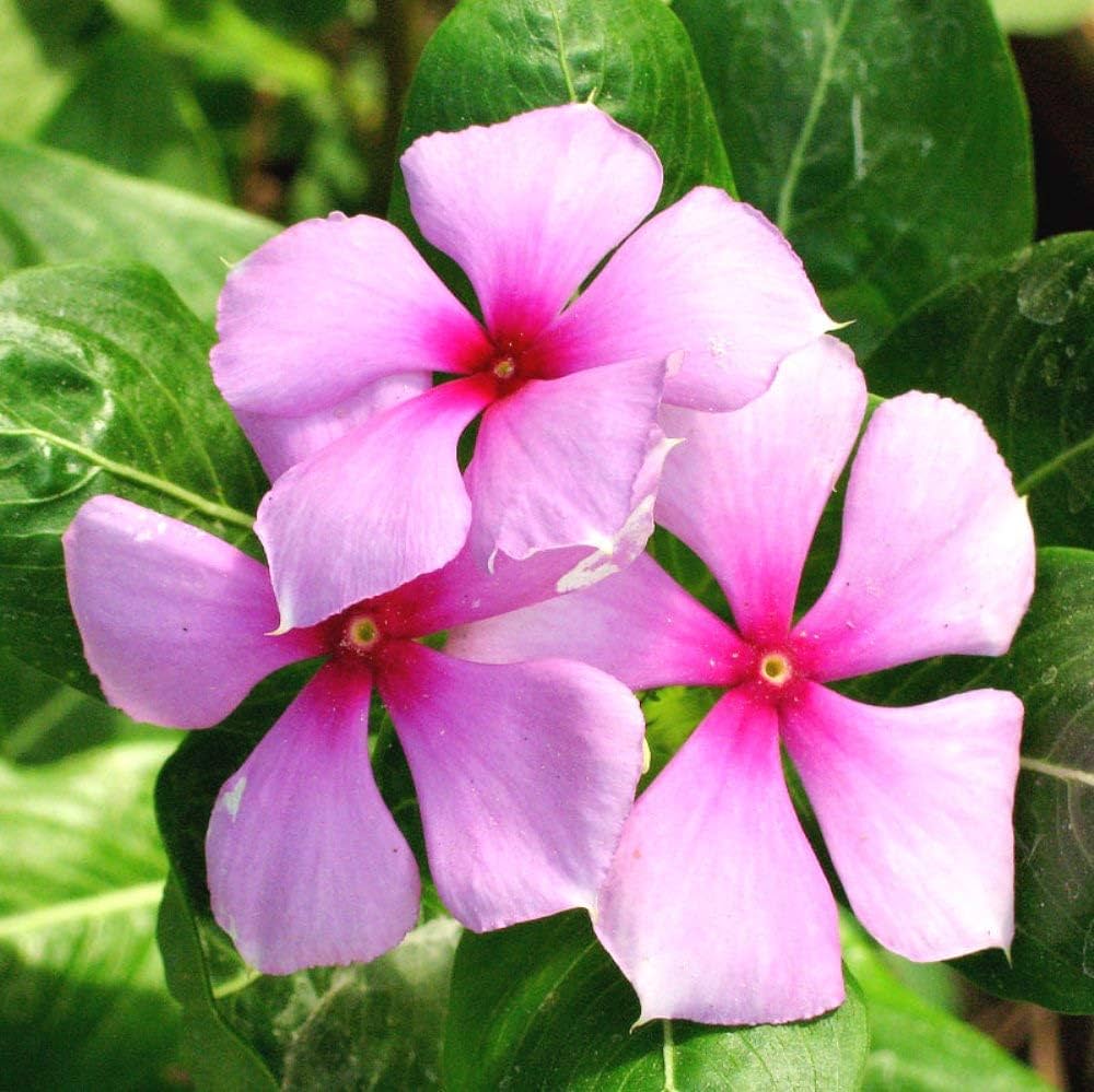 Catharanthus Flower seeds for Planting - Cottage Garden Essential, Heirloom & GMO Free Seeds for Home Garden
 
 Sale for planting in home garden