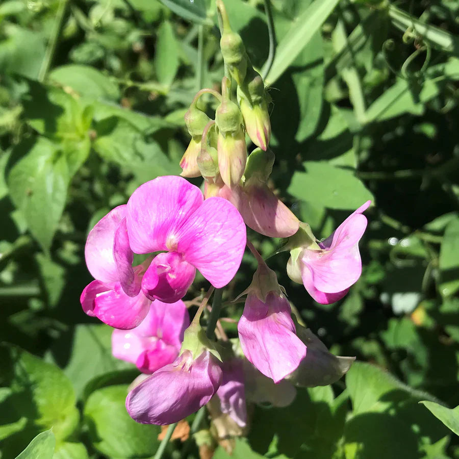 Pink Lathyrus Flower seeds for Planting Seasonal Bloomer Heirloom & GMO Free Seeds for Home Garden 
 
 Sale seeds for home garden planting