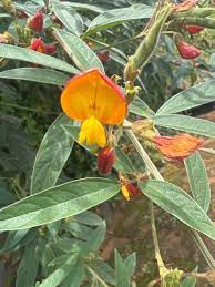 Yellow Cajanus Flower seeds for Planting - Garden Favorite, Heirloom & GMO Free Seeds for Home Garden
 
 Sale seeds for planting in home garden