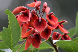 Erythrina Flower seeds for Planting - Seasonal Bloomer, Heirloom & GMO Free Seeds for Home Garden
 
 Sale seeds for planting in home garden