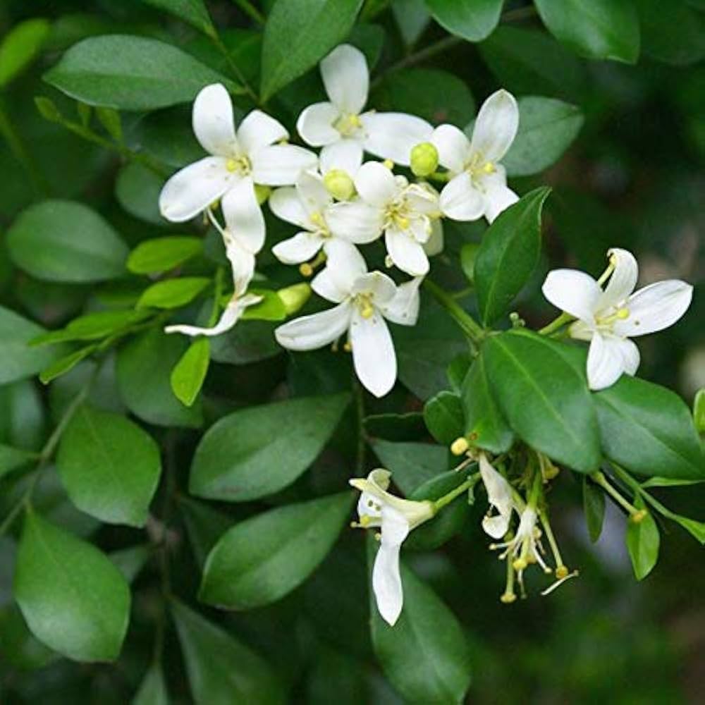 Murraya Paniculata Flower seeds for Planting Long Bloom Season Heirloom & GMO Free Seeds for Home Garden 
 
 Sale for planting in home garden