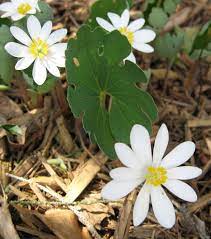 White Sanguinaria Flower seeds for Planting - Drought Tolerant, Heirloom & GMO Free Seeds for Home Garden
 
 Sale seeds for planting in home garden