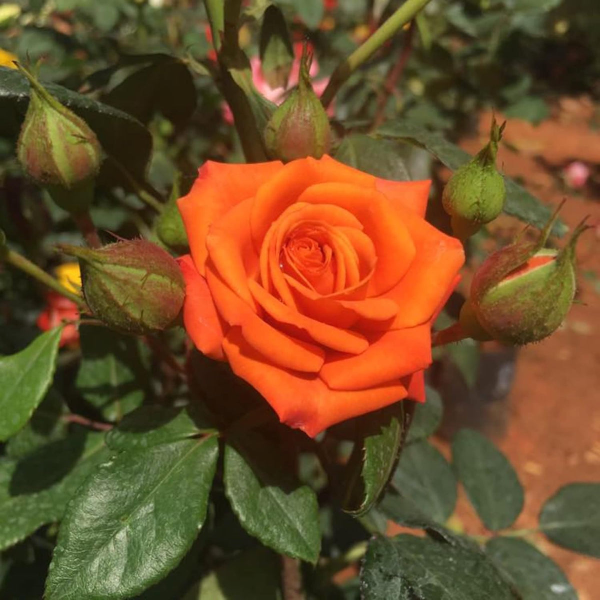 Orange Miniature Rose Flower seeds for Planting Sun Loving Heirloom & GMO Free Seeds for Home Garden 
 
 Sale seeds for home garden planting